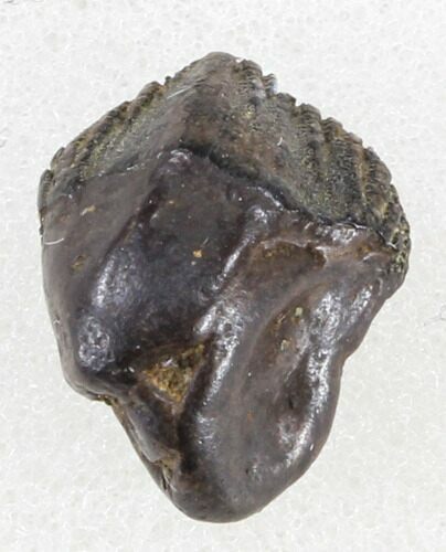 Unworn Juvenile Triceratops Tooth - Montana #38611